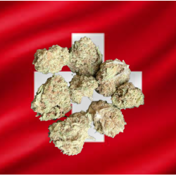 Small Candy Kush Indoor