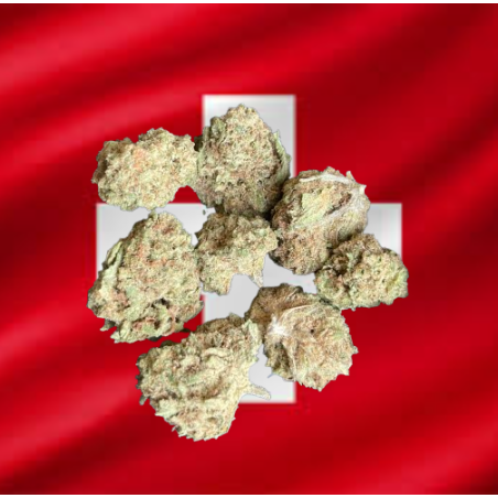 Small Candy Kush Indoor