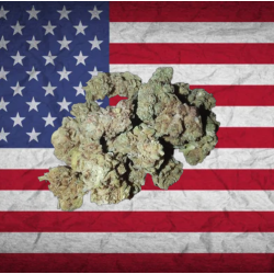 Small Critical Berry 10g