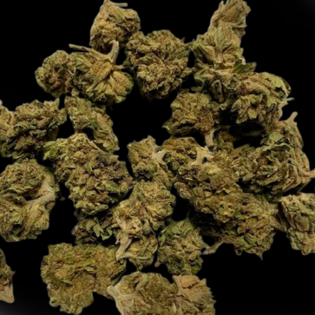 Small/Medium Harley CBX 40%