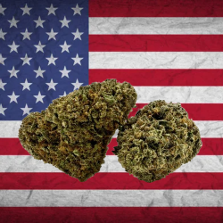 Cake Berry US CBD