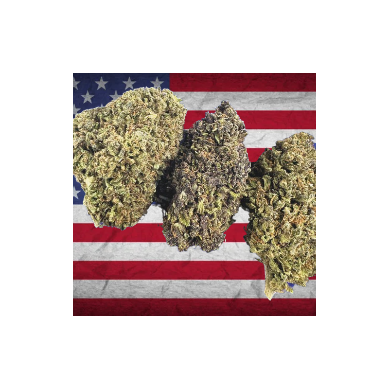 Mango Haze US CBD