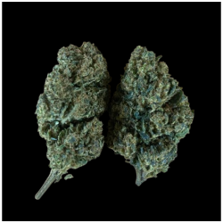 Jack Herer H10 40%