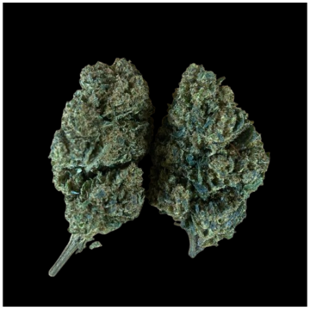 Jack Herer H10 40%