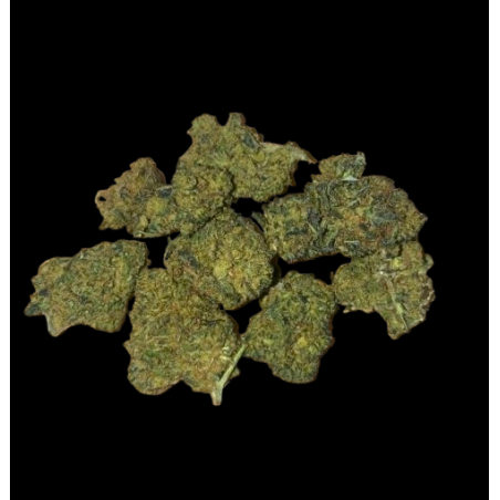 Small/Med Orange Bud H10 40%