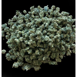 Small/Medium Lemon CBX 40%