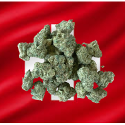 Small White Kush Hydro