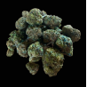 Small/Med Bubba Kush CBX 40%