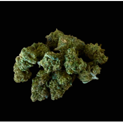Small/Med Candy Rain CBX 30%