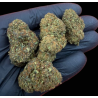 Cosmic Kush CSA 40