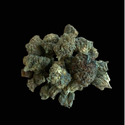 Small/Med Gelato H10 20