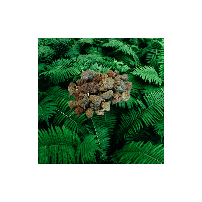 Small Mix CBD 10g