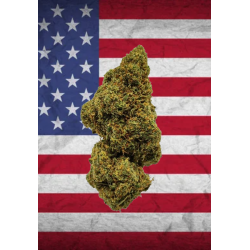 Lemon OG US