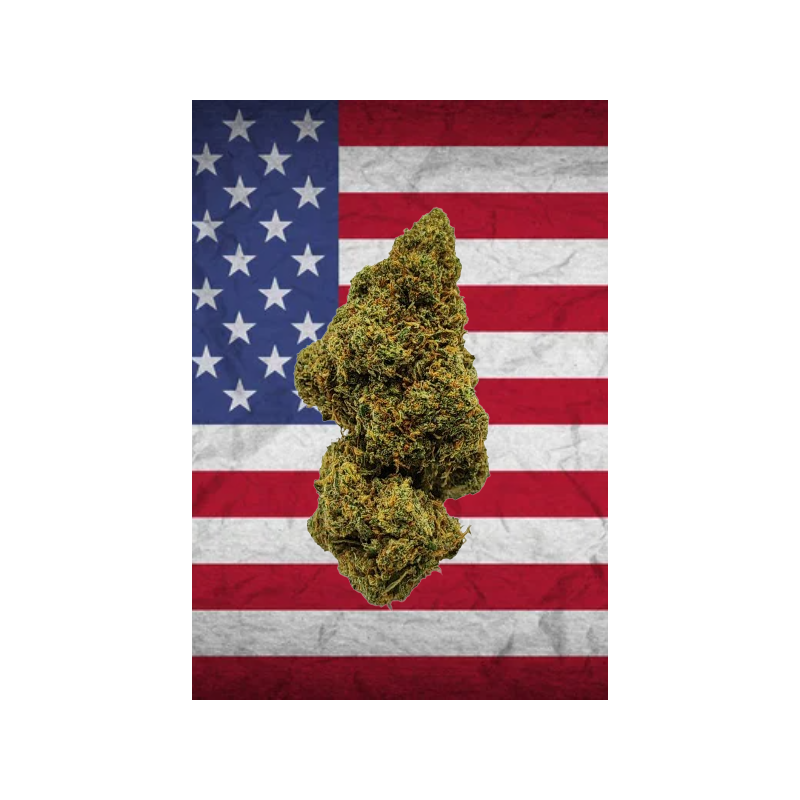 Lemon OG US CBD