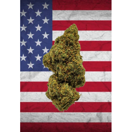 Lemon OG US CBD