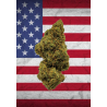 Lemon OG US CBD