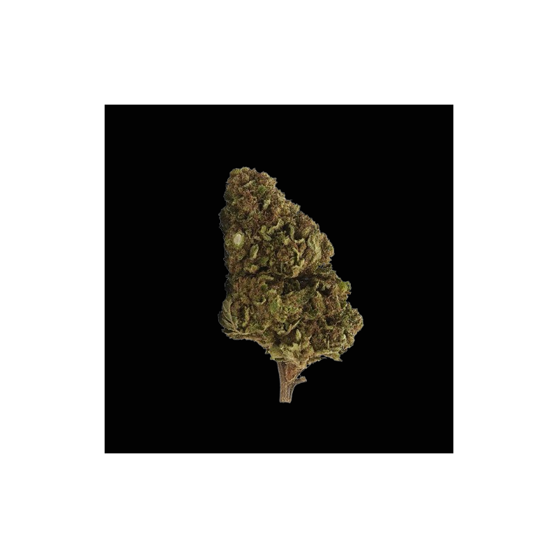 White Widow H10 40