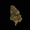 White Widow H10 40