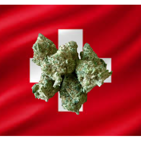 Small Lemon Popperz CBD