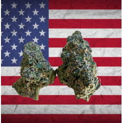 Rocket Dreams CBD