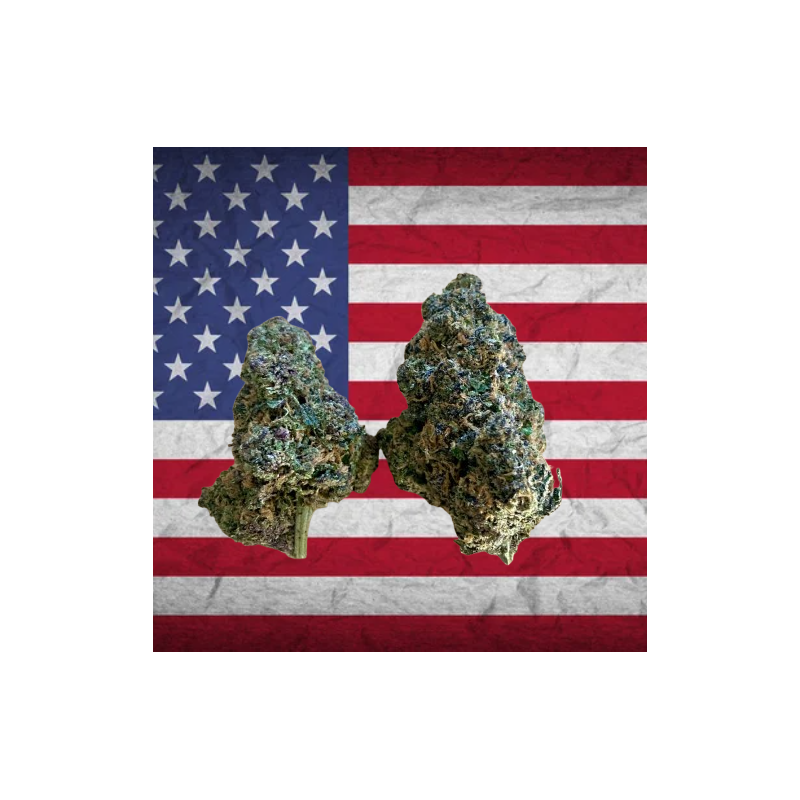 Rocket Dreams CBD