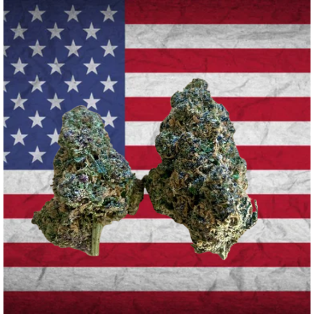 Rocket Dreams CBD