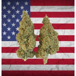 Raptor Haze CBD