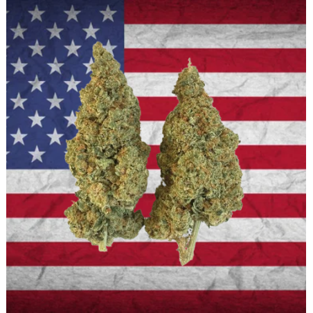 Raptor Haze CBD