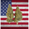 Raptor Haze CBD